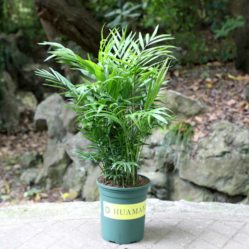 袖珍椰子
