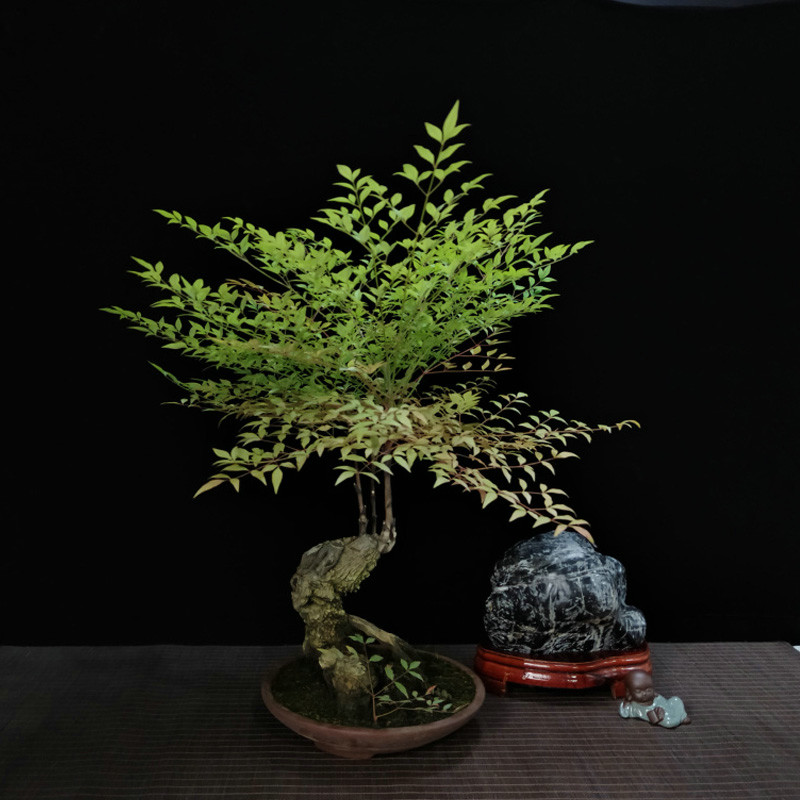 南天竹