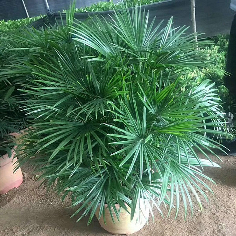 棕竹