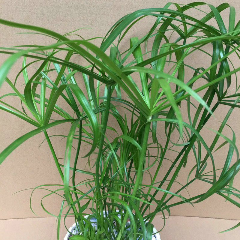 伞竹
