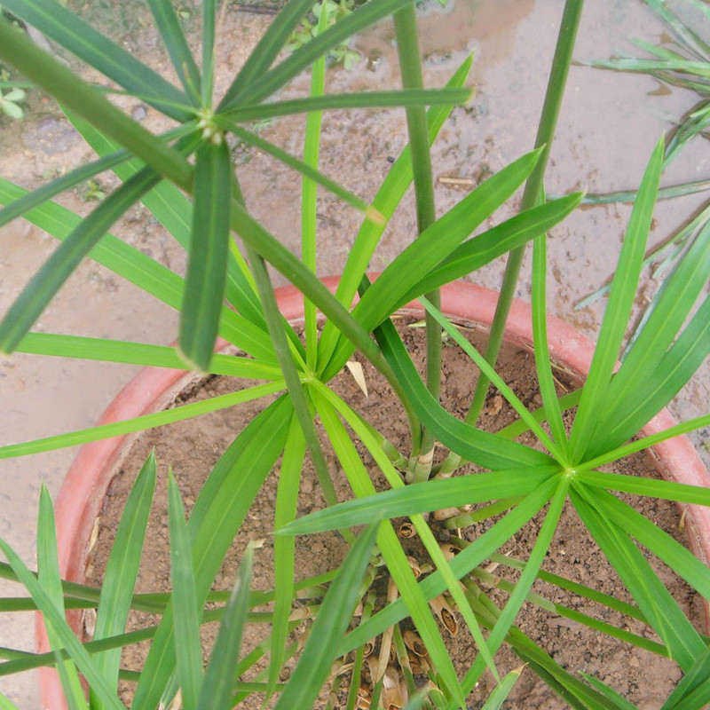 伞竹