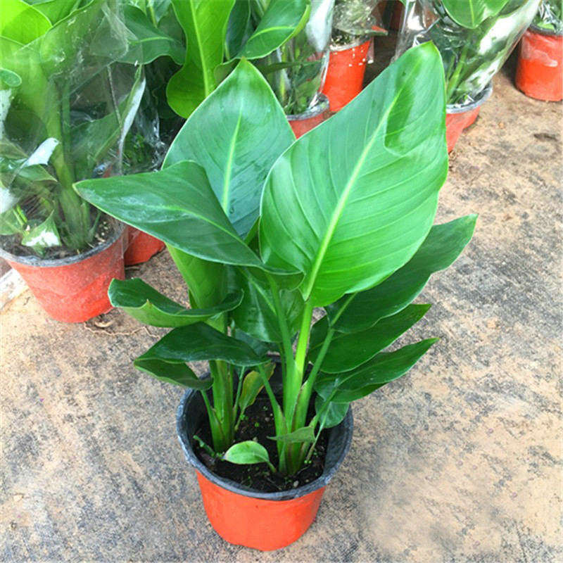 天堂鸟（鹤望兰）
