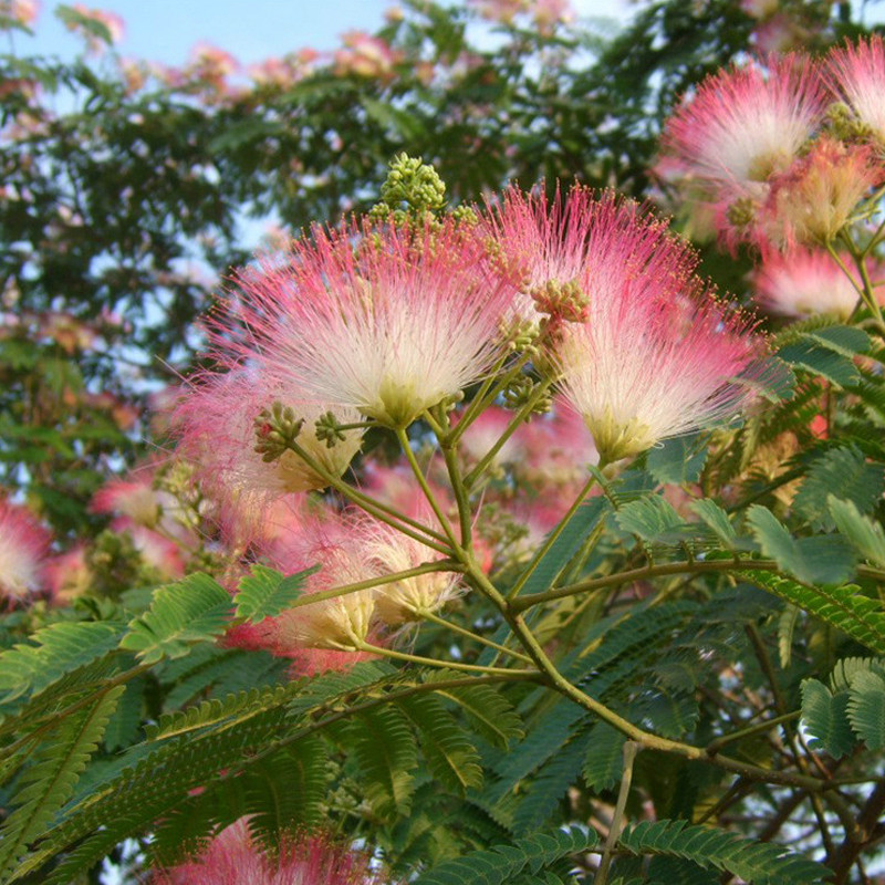 合欢树（绒花树）