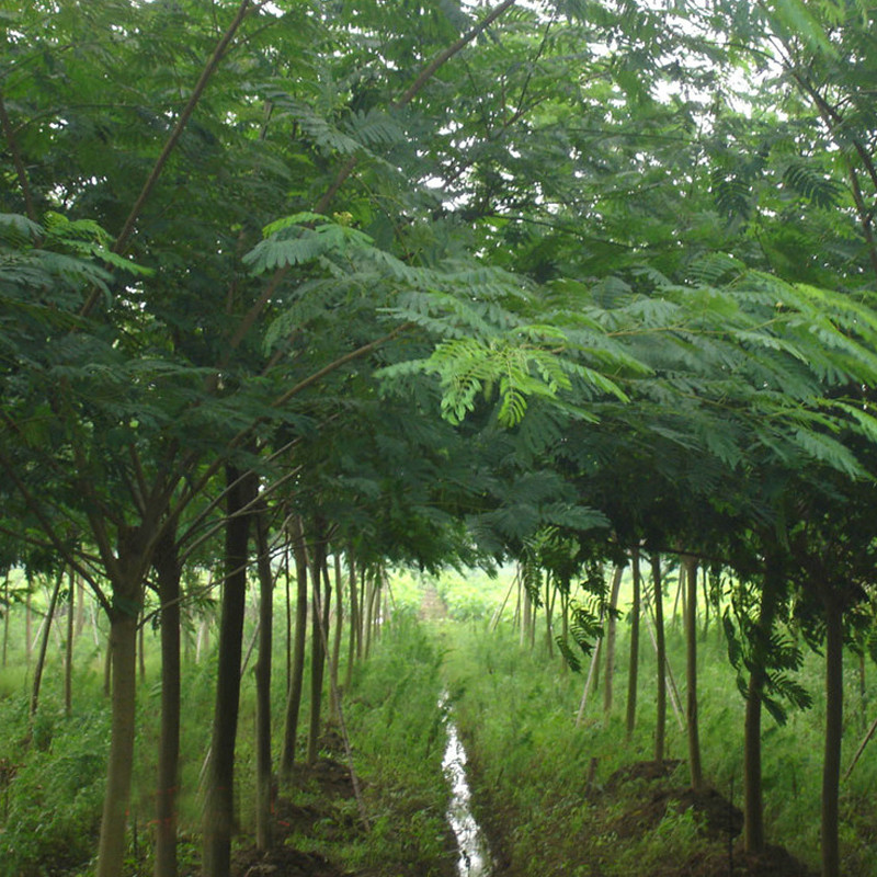 合欢树（绒花树）