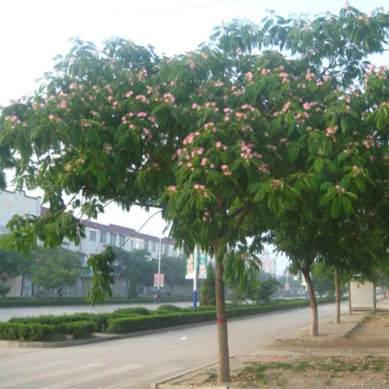 合欢树（绒花树）