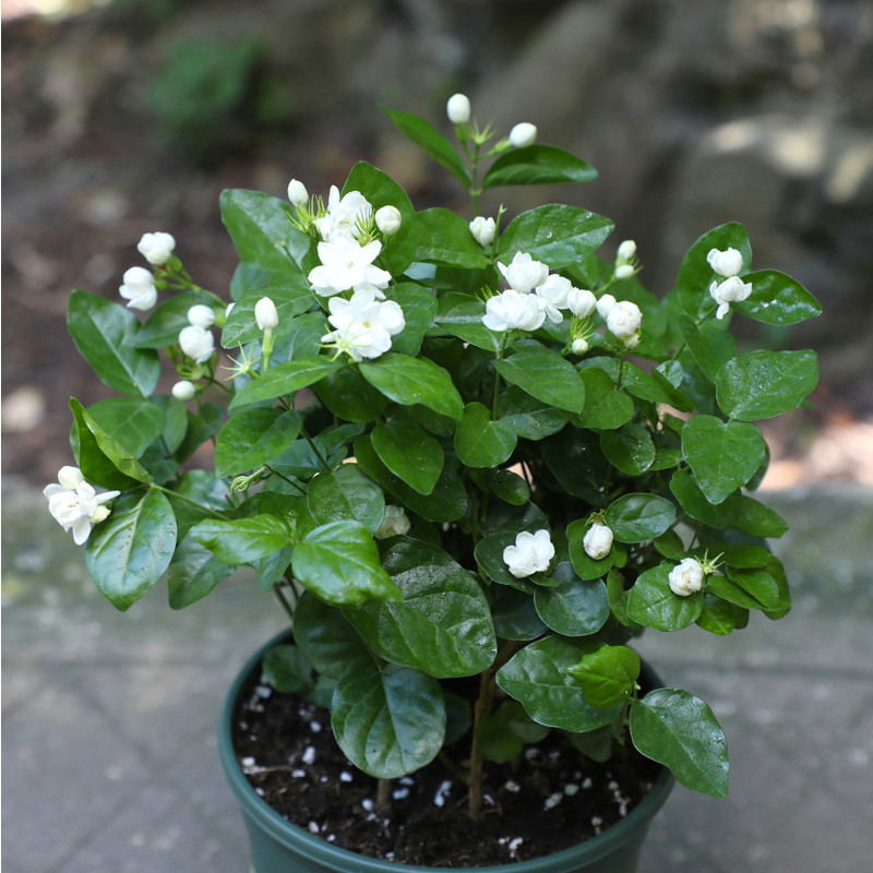 茉莉花