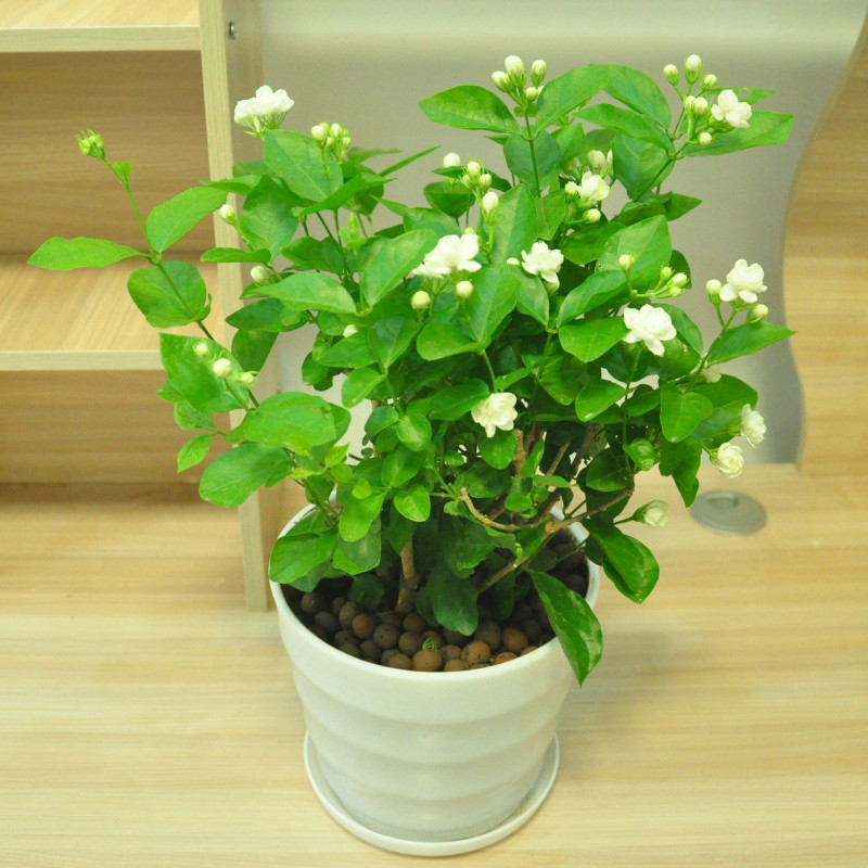 茉莉花