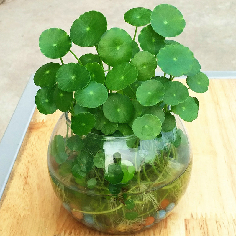 铜钱草