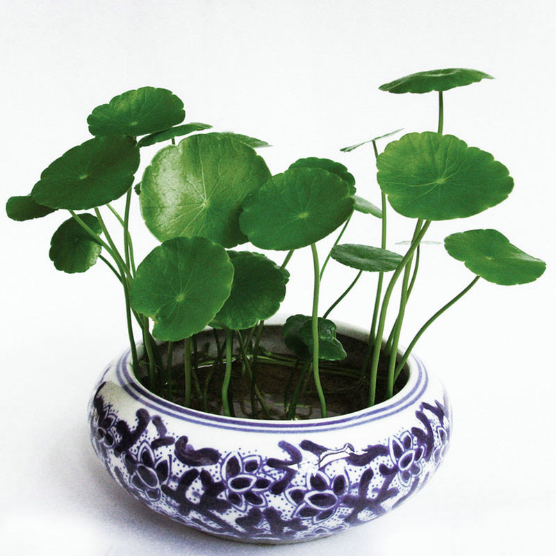 铜钱草