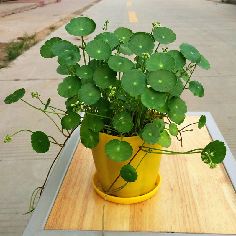 铜钱草