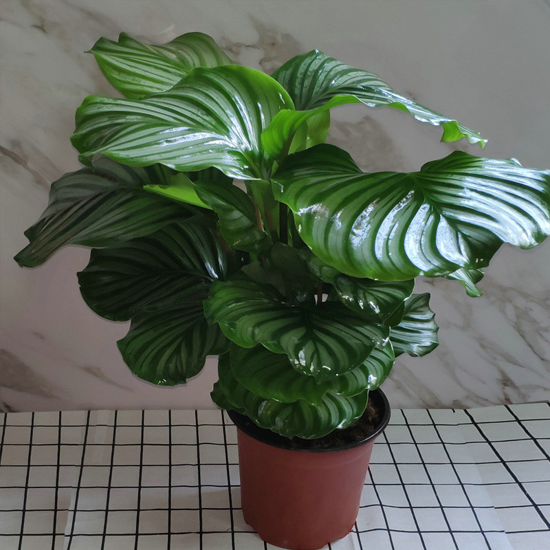 青苹果竹芋
