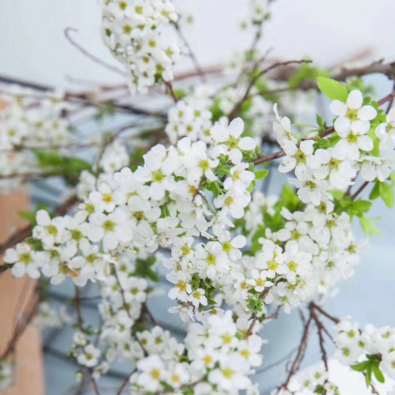 雪柳