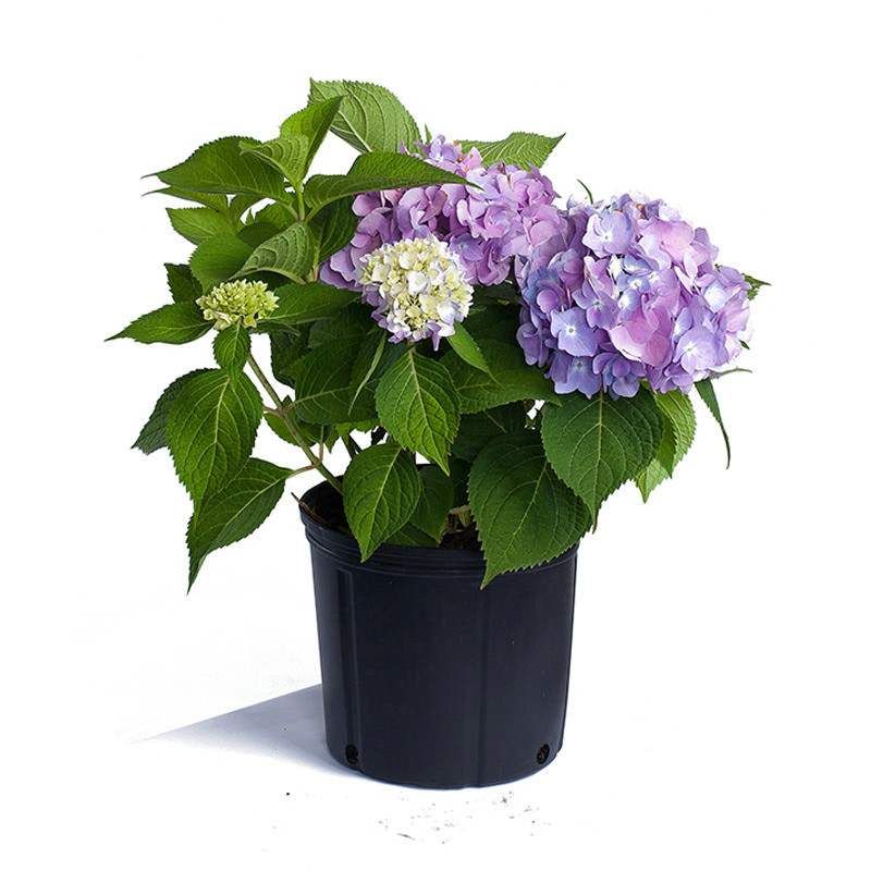 绣球花