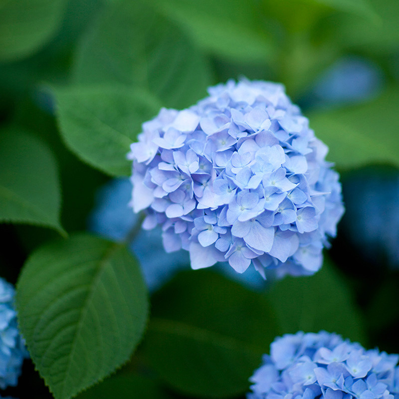 绣球花