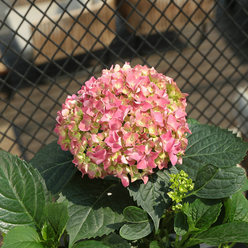 绣球花