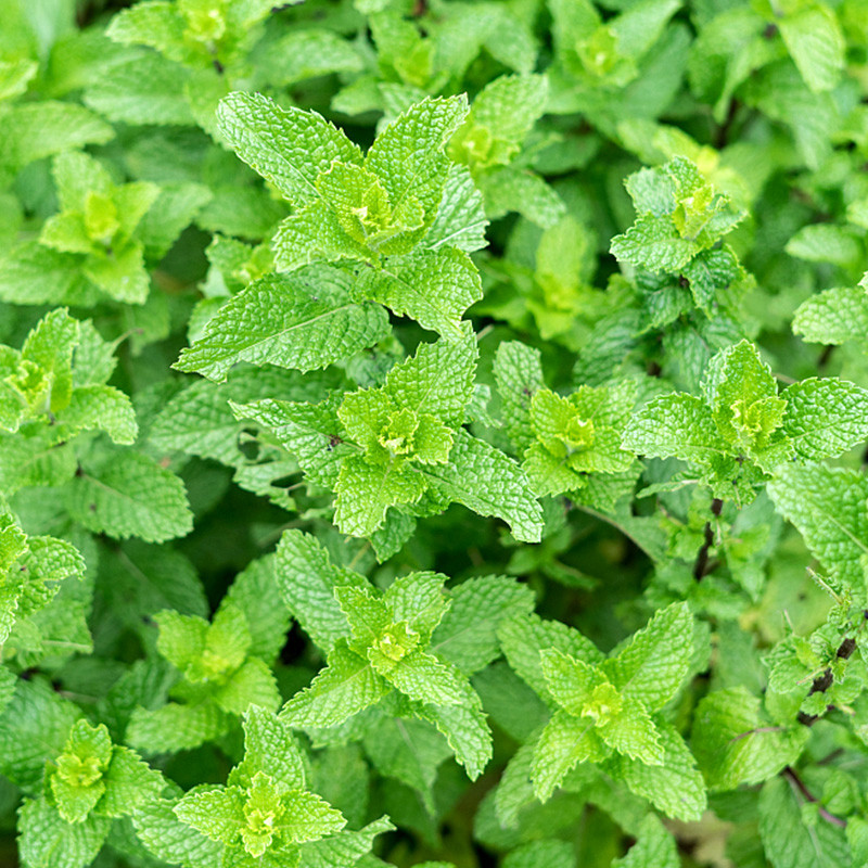 薄荷